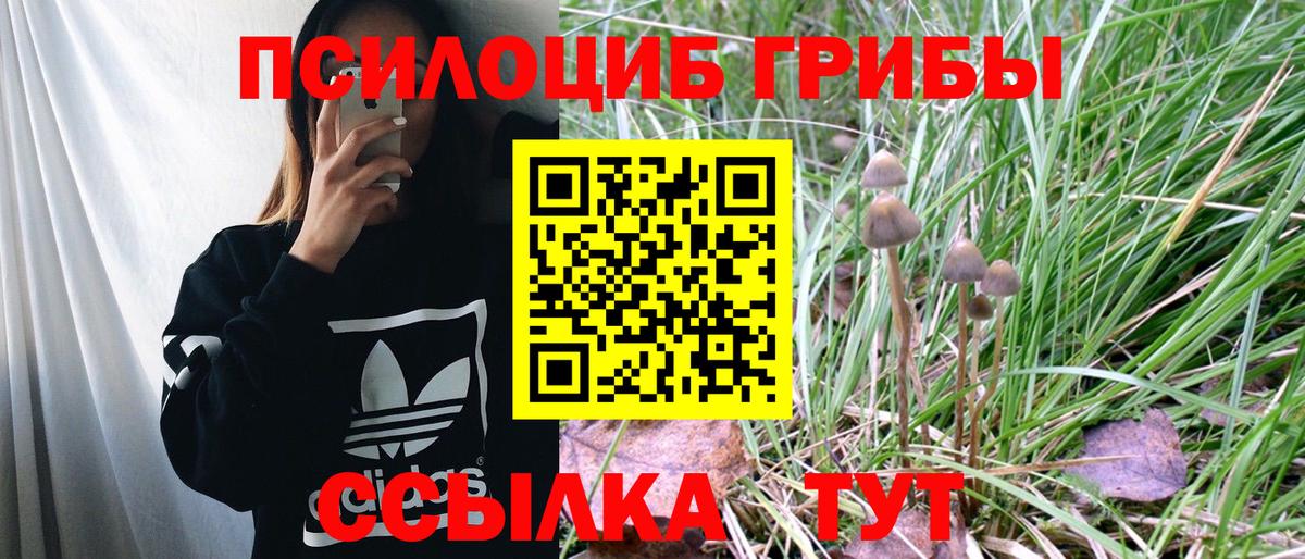 где можно купить   Вход с VPN  Ноябрьск  Псилоцибиновые грибы Psilocybe 